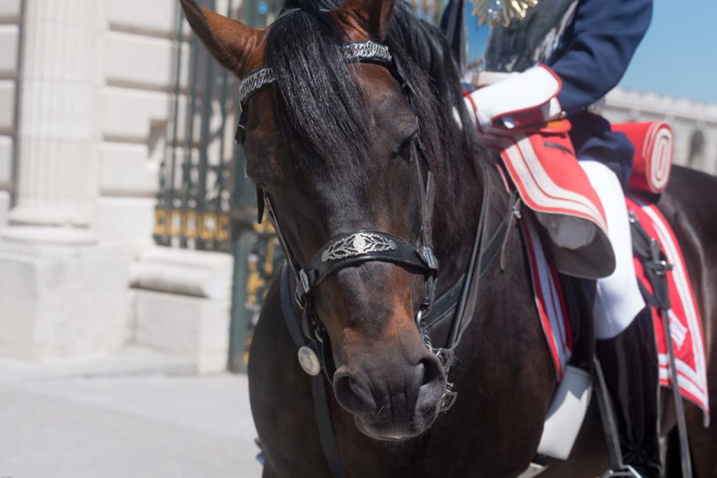 A kingdom for a horse