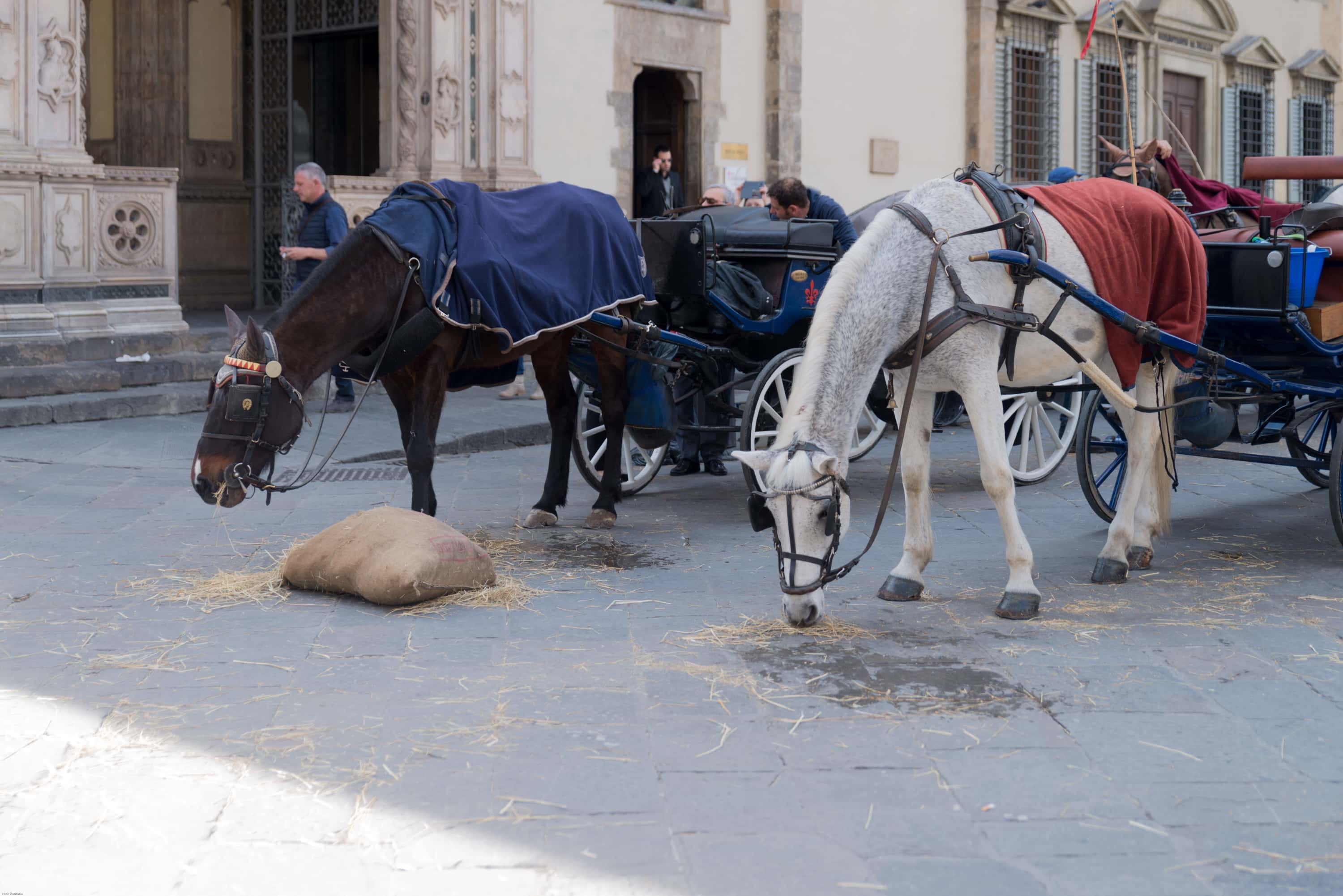Horses in Florence Italy