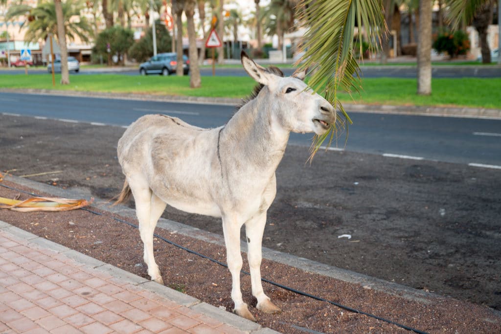 Majorera donkey in Morro Jable Fuerteventura spain