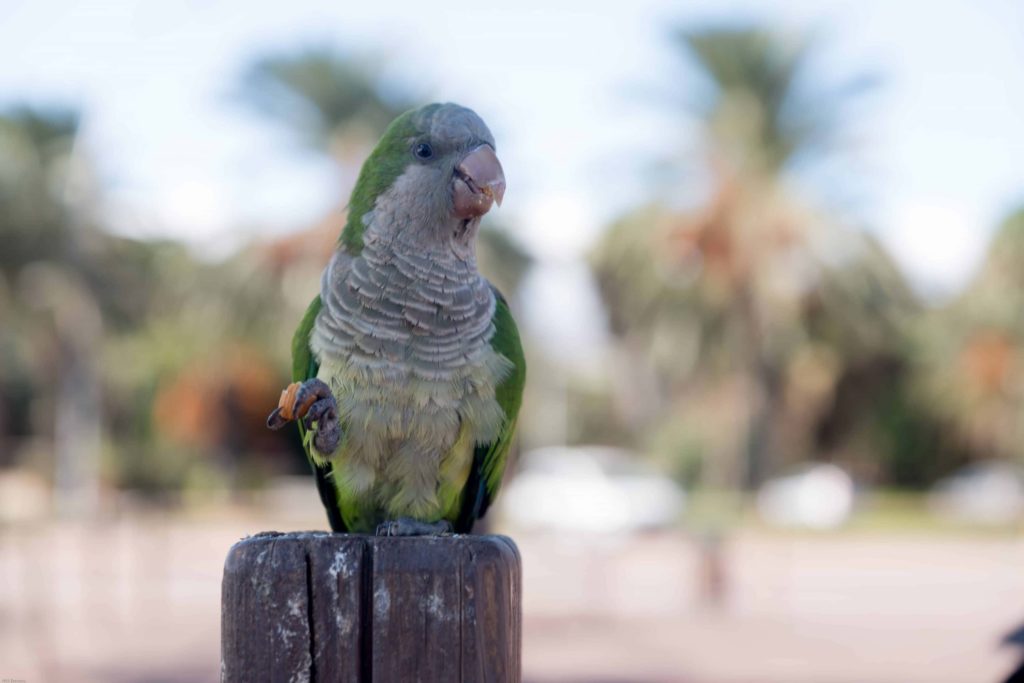 Quaker Parrot watching