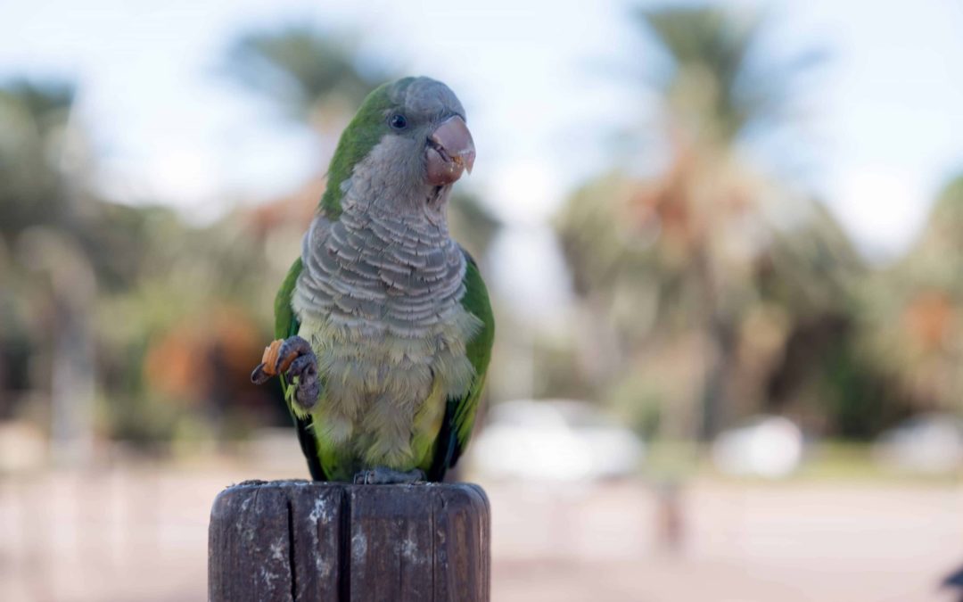 Monk parrot of Fuerteventura