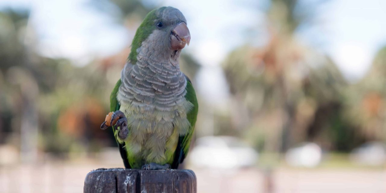 Monk parrot of Fuerteventura