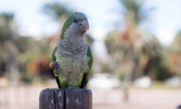 Monk parrot of Fuerteventura