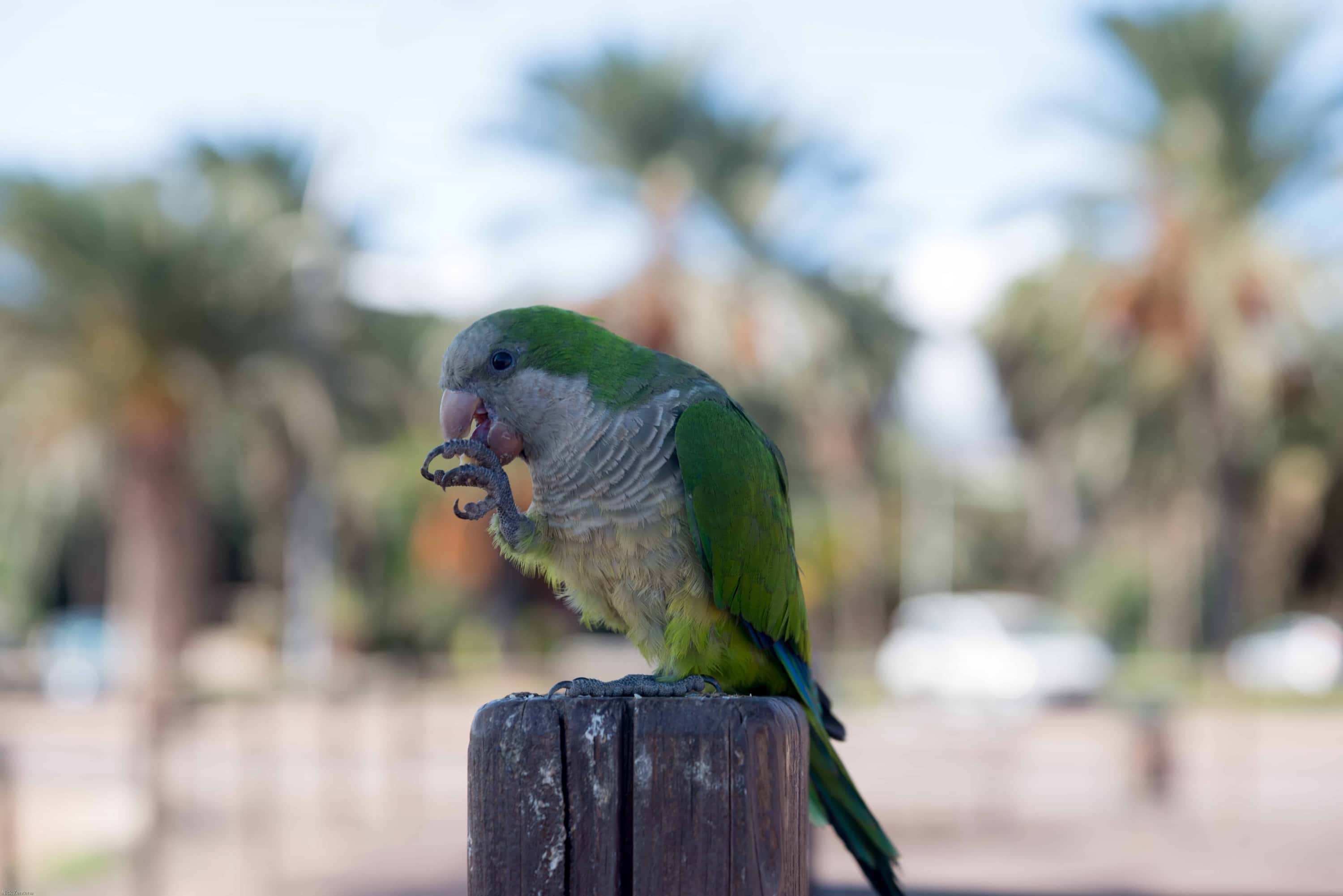 Quaker Parrot eating