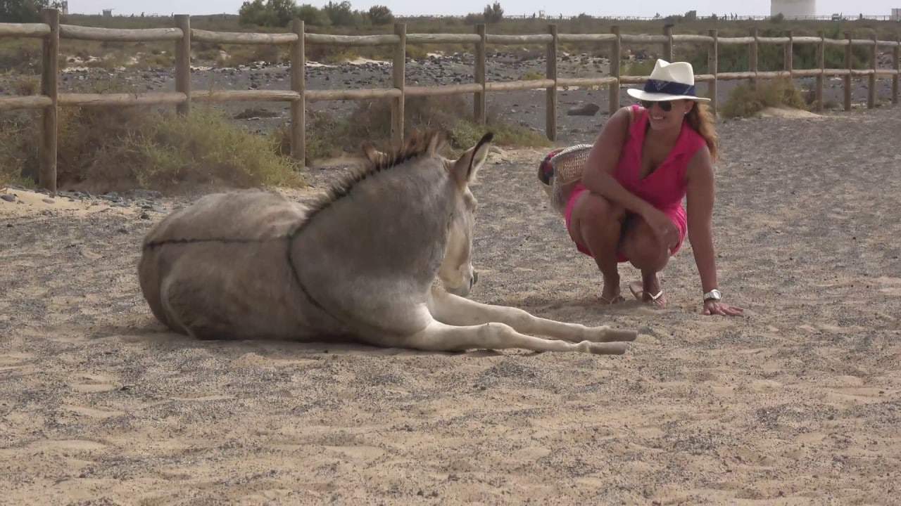 Majorera donkeys  of Fuerteventura,Spain.  An endangered breed