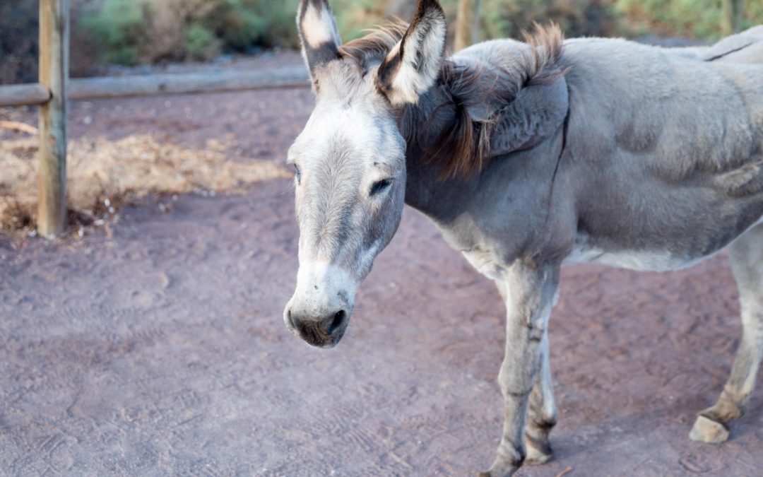 Majorera donkey in images