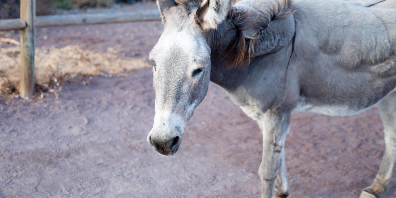Majorera donkey in images