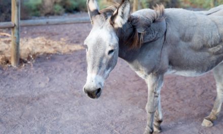 Majorera donkey in images